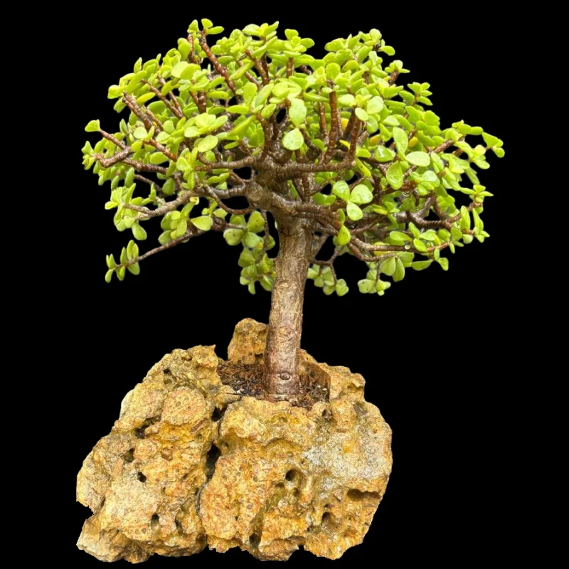 PORTULAKARIA AFRA (JADE)